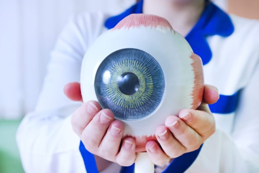 Ophthalmologist holding up model eye.