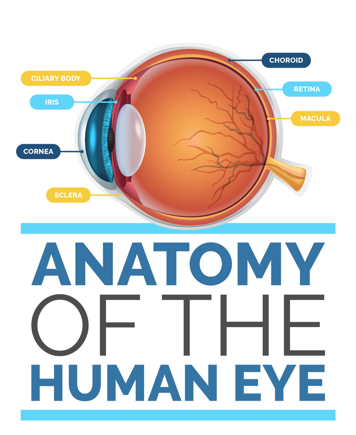 Anatomy of the Human Eye Infographic Title Image