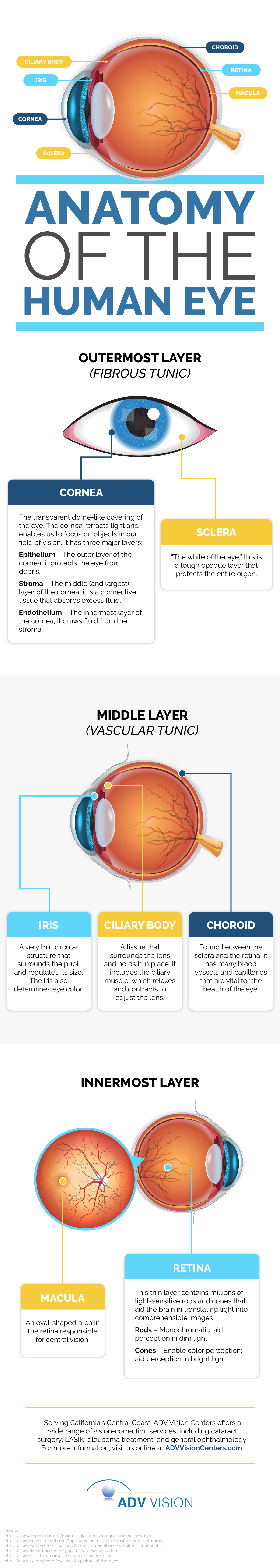 Anatomy of the Human Eye Infographic