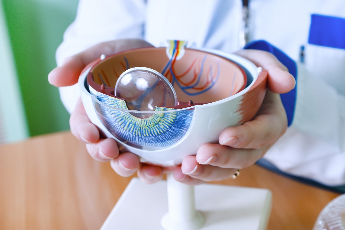 The ophthalmologist is holding a model of the eye